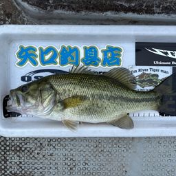 ブラックバス