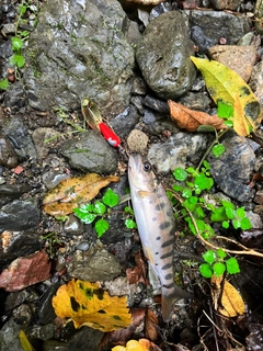 ヤマメの釣果