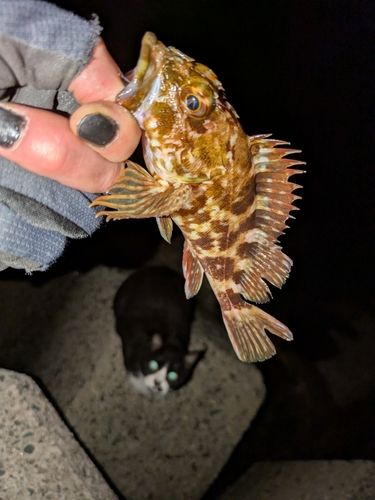 カサゴの釣果