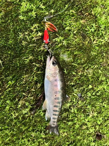 ヤマメの釣果