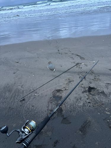 ソゲの釣果