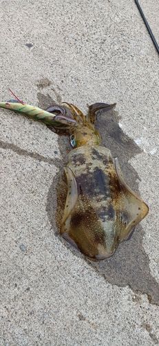 アオリイカの釣果