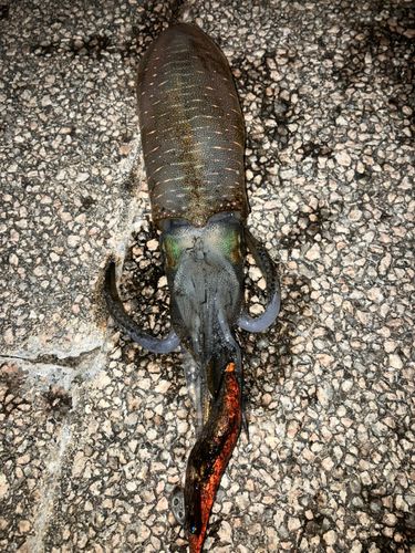 アオリイカの釣果