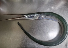 ダツの釣果