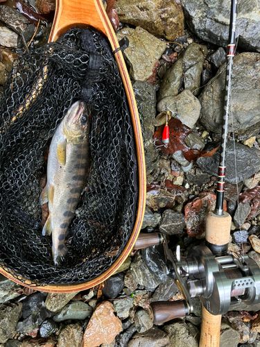 ヤマメの釣果