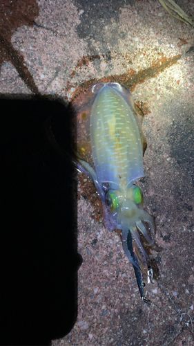 アオリイカの釣果