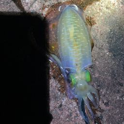 アオリイカ