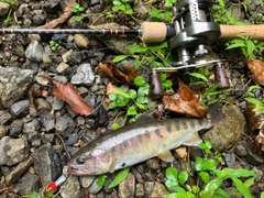 ヤマメの釣果