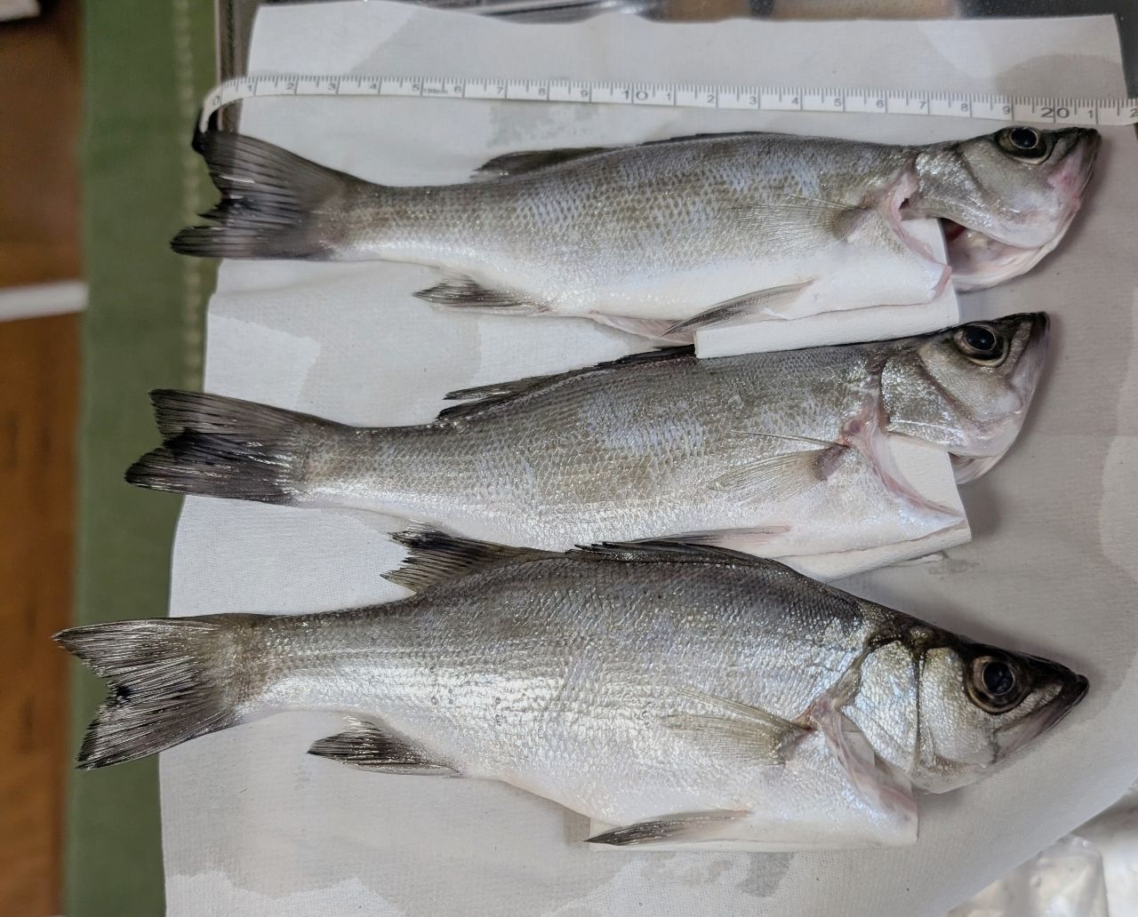 セイゴ（ヒラスズキ）