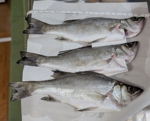セイゴ（ヒラスズキ）の釣果