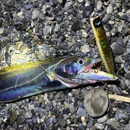 タチウオ