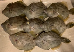 カワハギの釣果