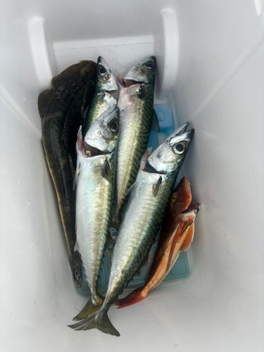 サバの釣果