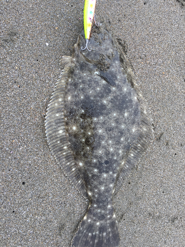 ヒラメの釣果