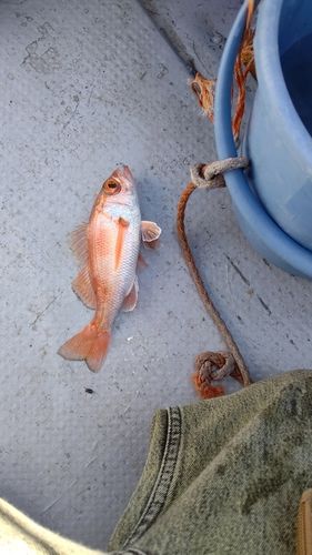 アカムツの釣果