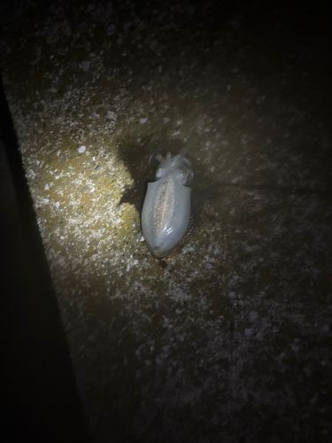 毘沙門湾