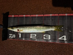 カマスの釣果