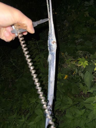 ダツの釣果