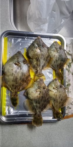 カワハギの釣果
