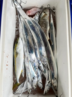 タチウオの釣果