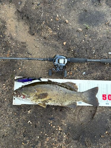 スモールマウスバスの釣果