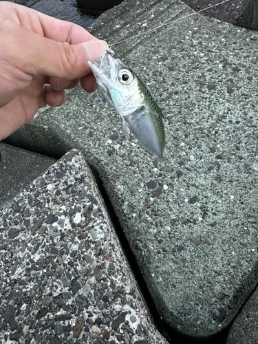 サバの釣果