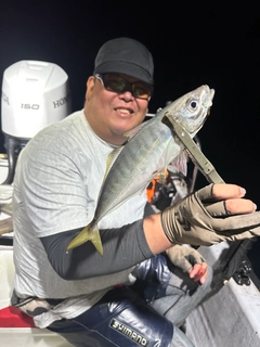 マアジの釣果