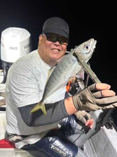 マアジの釣果