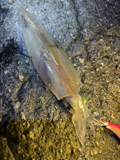 ヤリイカの釣果