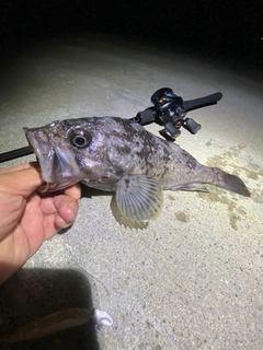 クロソイの釣果