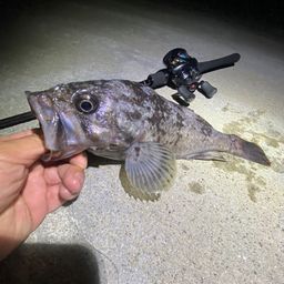 クロソイ