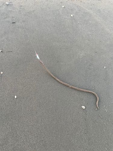 ダイナンウミヘビの釣果