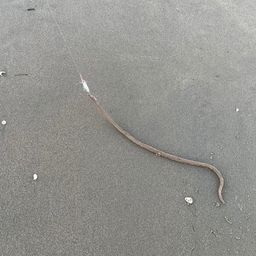 ダイナンウミヘビ