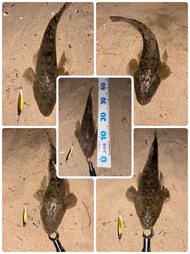 マゴチの釣果