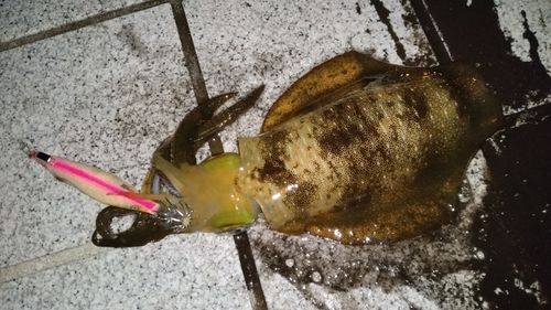 ベイサイドビーチ坂