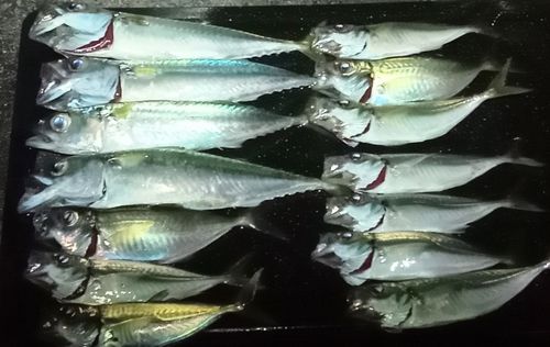 サバの釣果