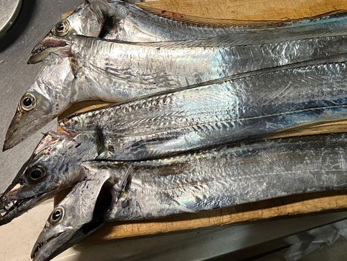 タチウオの釣果