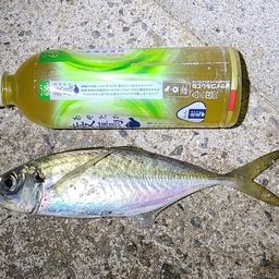 アジ