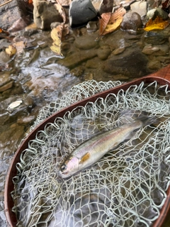ホウライマスの釣果