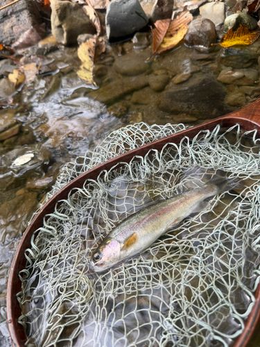 ホウライマスの釣果