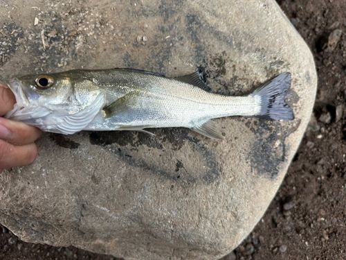 セイゴ（マルスズキ）の釣果