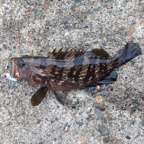キジハタの釣果