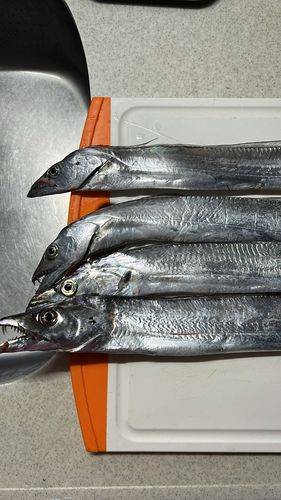 タチウオの釣果