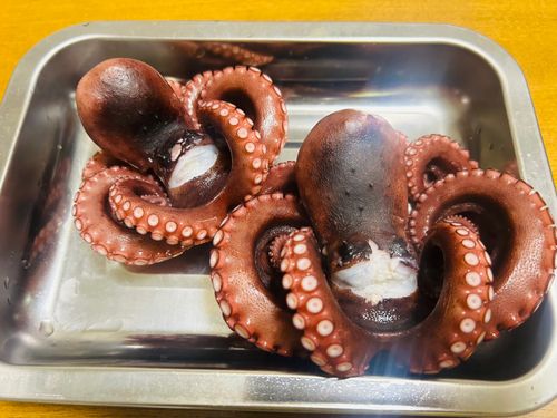 タコの釣果
