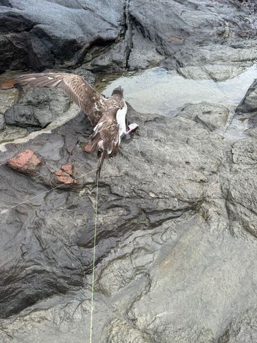 釣果