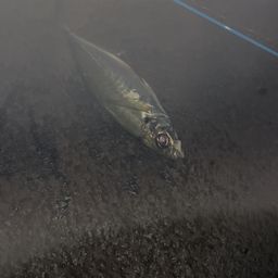 アジ