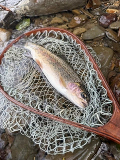 ニジマスの釣果