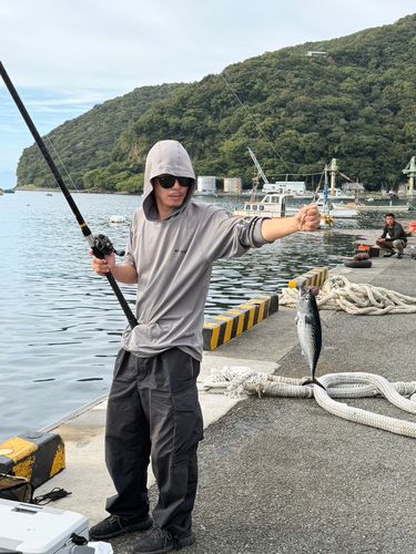 スマカツオの釣果