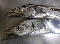 タチウオの釣果