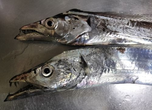 タチウオの釣果